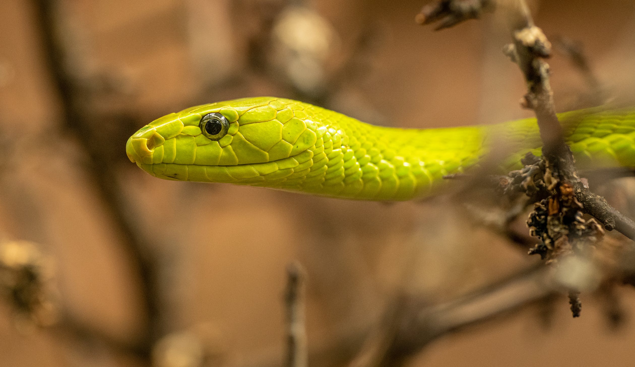 Angst vor Schlangen? Wissenschaftler erklären warum