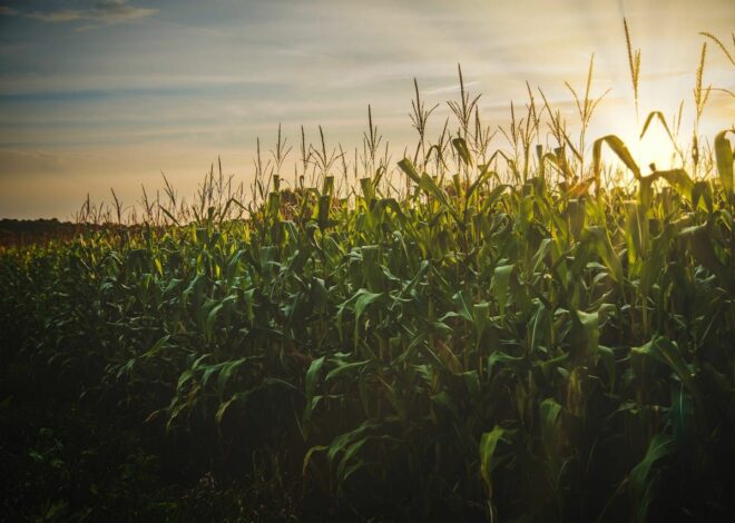 Nachhaltige Landwirtschaft: Wie regenerative Ansätze die Zukunft sichern