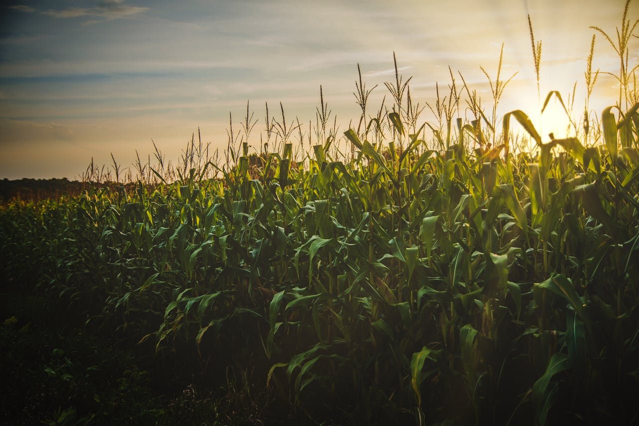 Nachhaltige Landwirtschaft: Wie regenerative Ansätze die Zukunft sichern